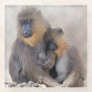 Mandrill and Young Glass Coaster