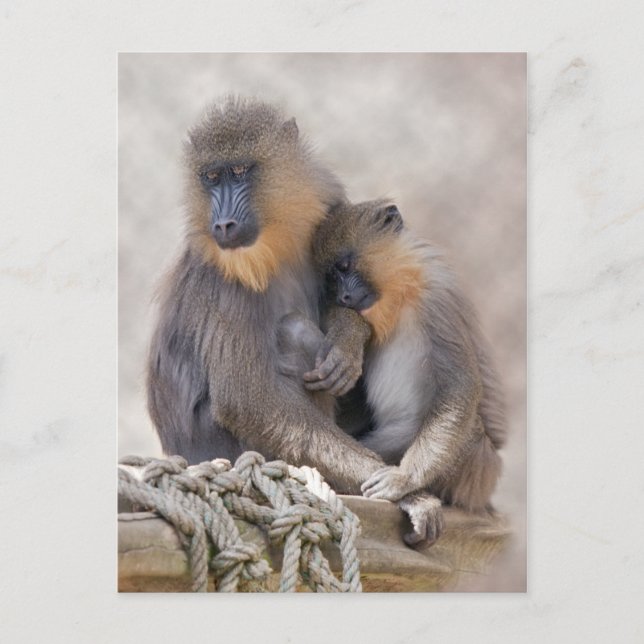 Mandrill and Young Postcard (Front)