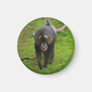 Mandrill Magnet