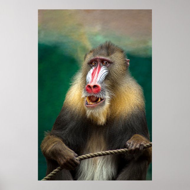 Mandrill Primate Portrait Poster (Front)