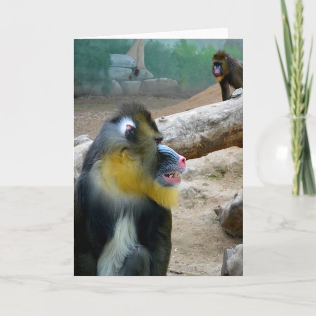 Mandrills Holiday Card (Front)