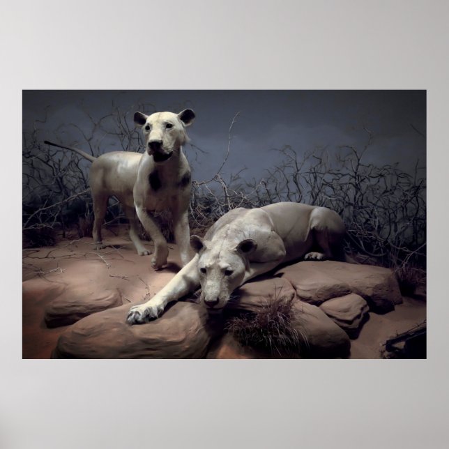 MANEATING LIONS of TSAVO Poster (Front)