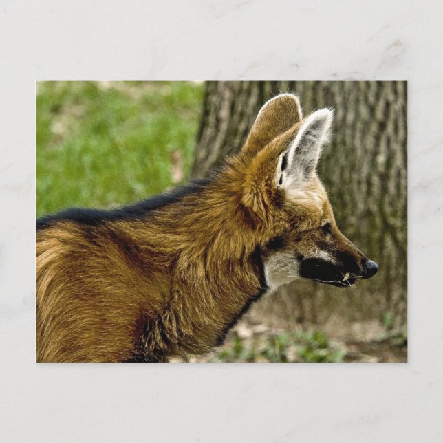 Maned Wolf  1529 Postcard (Front)