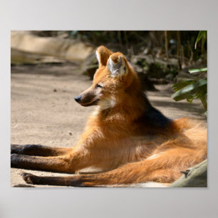 Maned Wolf lying on ground  Poster