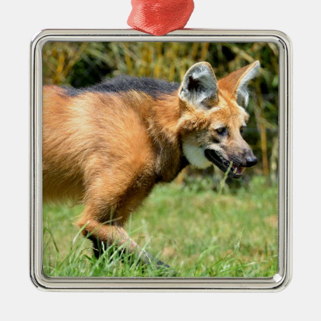 Maned Wolf walking in grass Metal Ornament (Front)