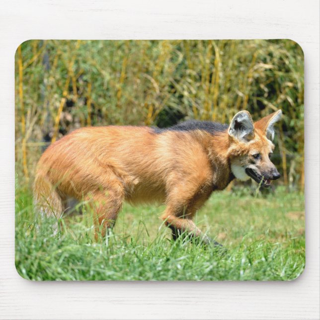 Maned Wolf walking in grass Mouse Pad (Front)