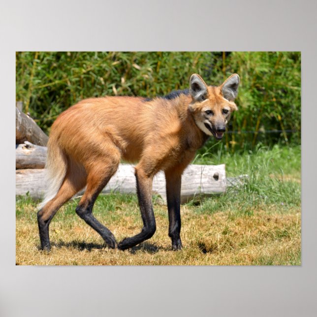 Maned Wolf walking on grass Poster (Front)