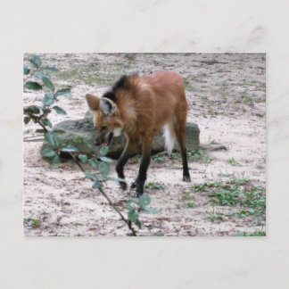 Maned Wolf Wildlife Photography Postcard