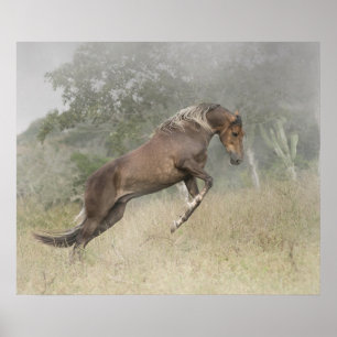 Mangalarga Marchador Stallion at Liberty Poster