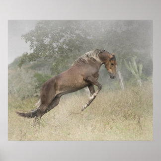 Mangalarga Marchador Stallion at Liberty Poster