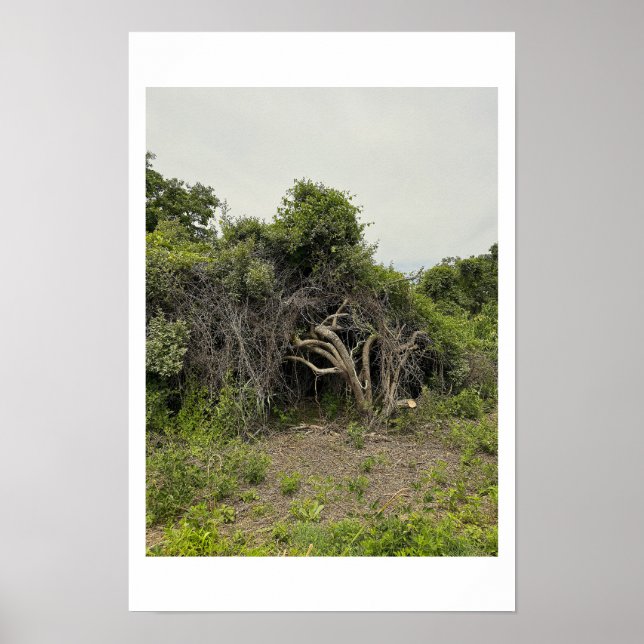 Mangled Tree Photo Poster (Front)