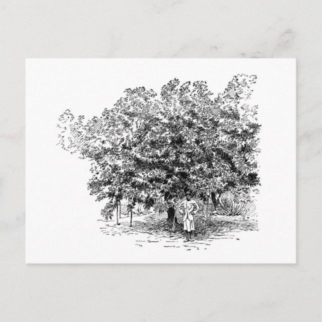 Mango Farmer Postcard (Front)