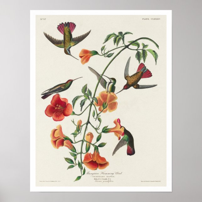 Mango Hummingbird by Audubon Poster (Front)