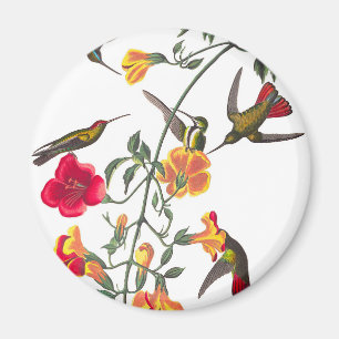 Mango Hummingbird by John James Audubon Magnet