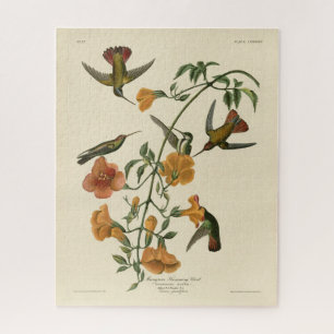 Mango Hummingbird from Audubon's Birds of America Jigsaw Puzzle