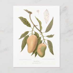 Mango Postcard