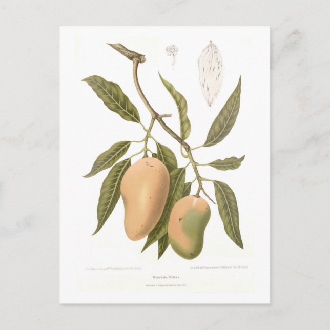 Mango Postcard (Front)