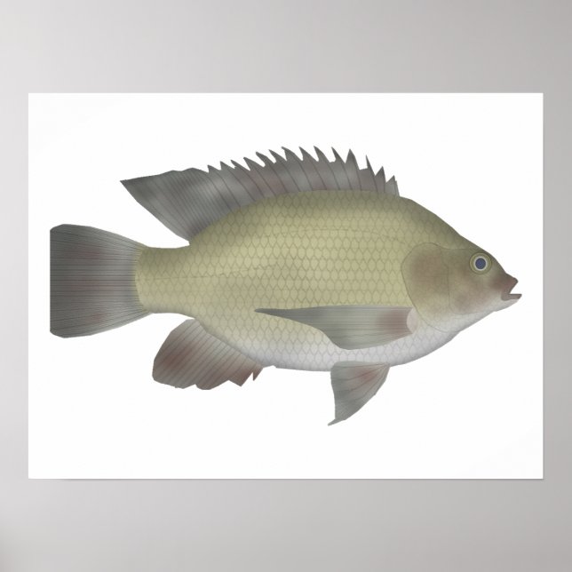 Mango Tilapia Poster (Front)