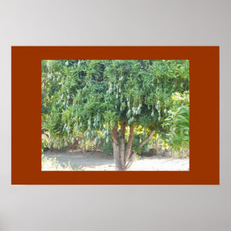 MANGO TREE POSTER