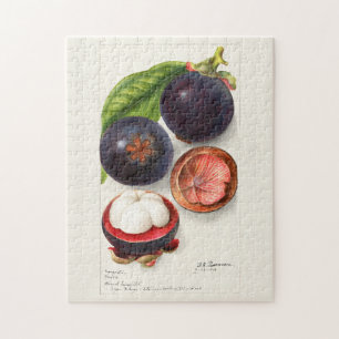 Mangosteens (Garcinia Mangostana) Fruit Painting Jigsaw Puzzle