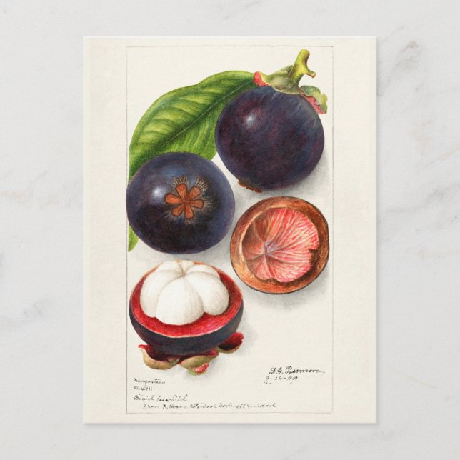 Mangosteens (Garcinia Mangostana) Fruit Painting Postcard (Front)