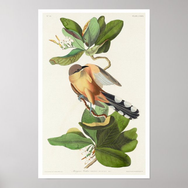 Mangrove Cuckoo by Audubon Poster (Front)