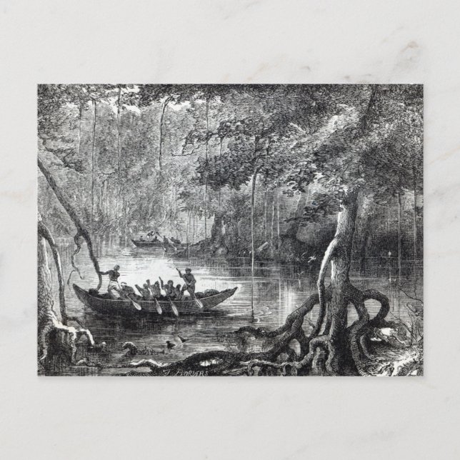 Mangrove Forest' Postcard (Front)
