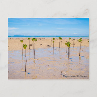 Mangrove forest postcard