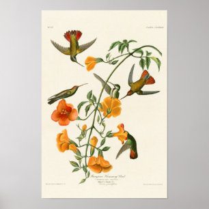 Mangrove Humming Bird Audubon Birds of America Poster