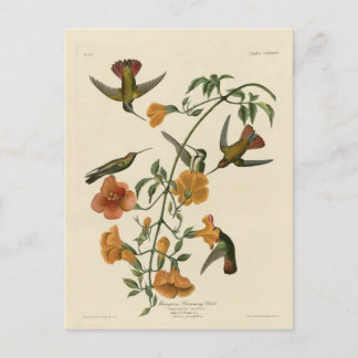 Mangrove Hummingbird Postcard