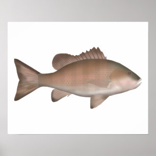 Mangrove Jack Poster