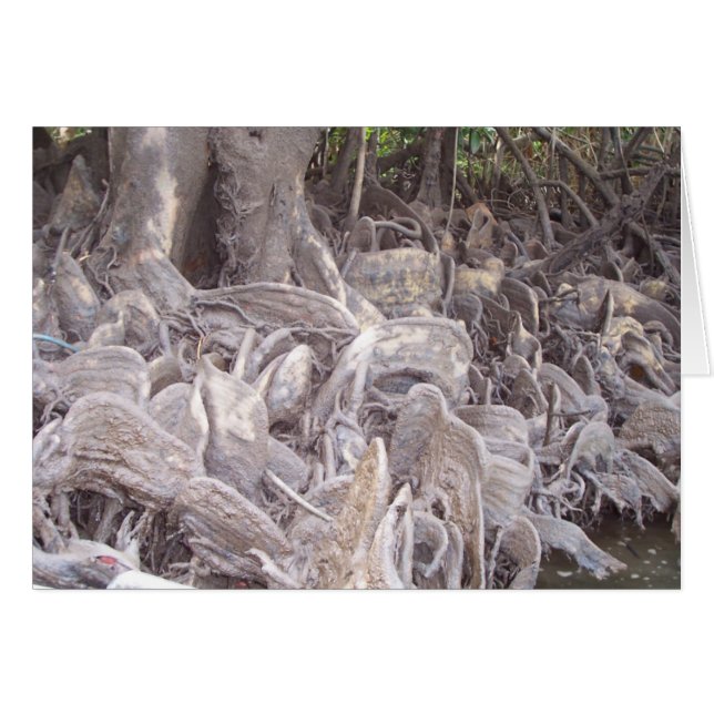 Mangrove Roots (Front Horizontal)