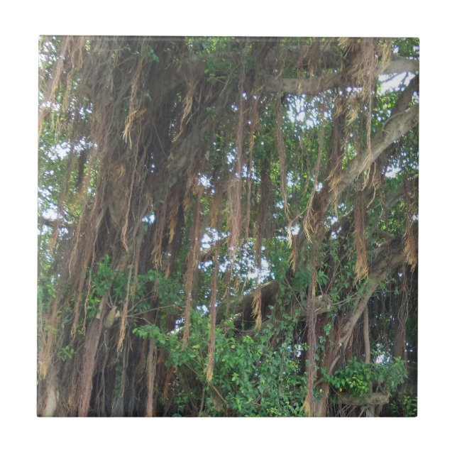 Mangrove Small (4.25" x 4.25") Ceramic Photo Tile (Front)