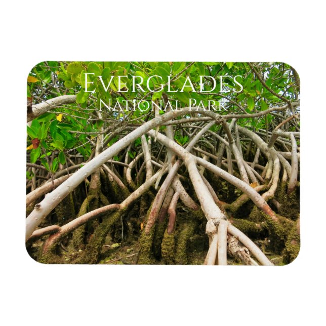 Mangrove Stilt Roots, Swamp, Everglades Magnet (Horizontal)