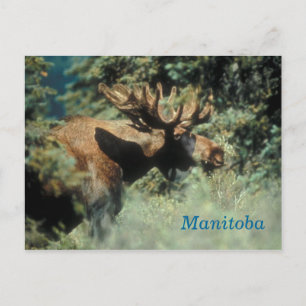 Manitoba bull moose postcard