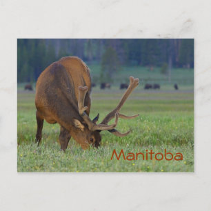 Manitoba elk postcard