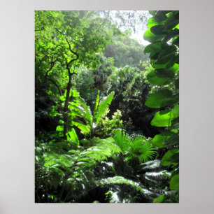 Mānoa stream bed poster