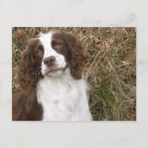 Man's Best Friend - English Springer Spaniel Postcard