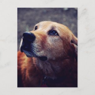 Man's Best Friend Postcard