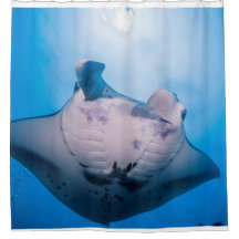 Manta Mania : Manta ray in the sunshine