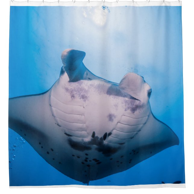 Manta Mania : Manta ray in the sunshine Shower Curtain (Front)