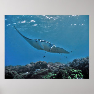 Manta on the Reef Poster