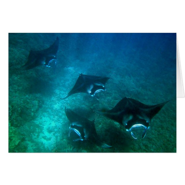Manta ray card (Front Horizontal)