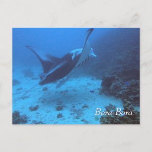 Manta Ray Encounter Diving in Bora Bora Postcard