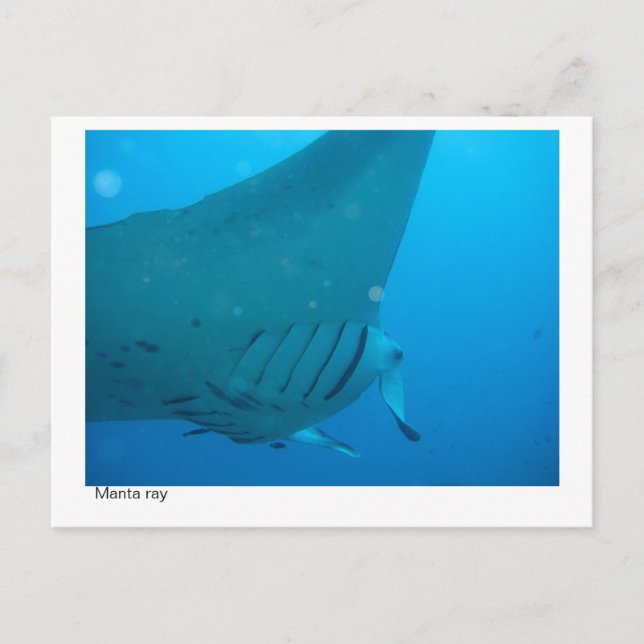 manta ray postcard - 02 (Front)