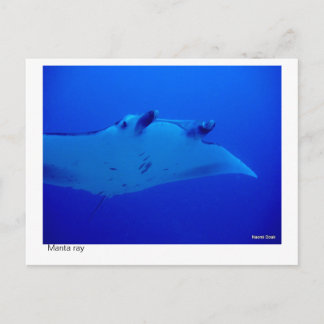manta ray postcard - 03