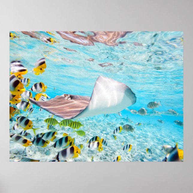 Manta Ray Poster (Front)