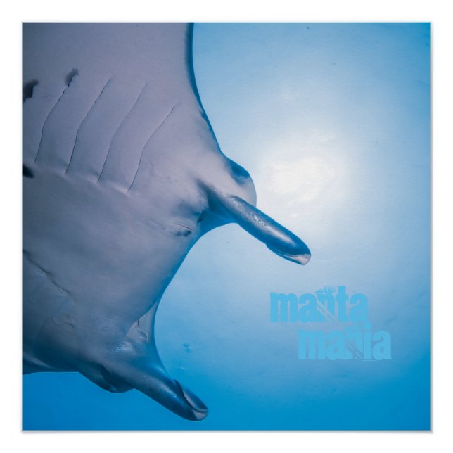 Manta ray poster (Front)