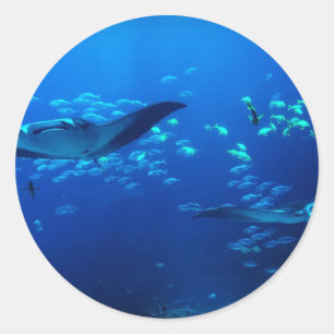 Manta Rays Classic Round Sticker