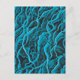 Manta Rays Ocean Fish Animals Waves Blue Black Art Postcard